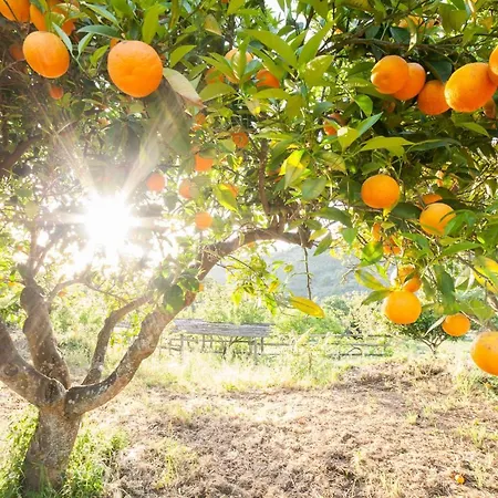 Séjour à la ferme Calabrialcubo Nocera Terinese