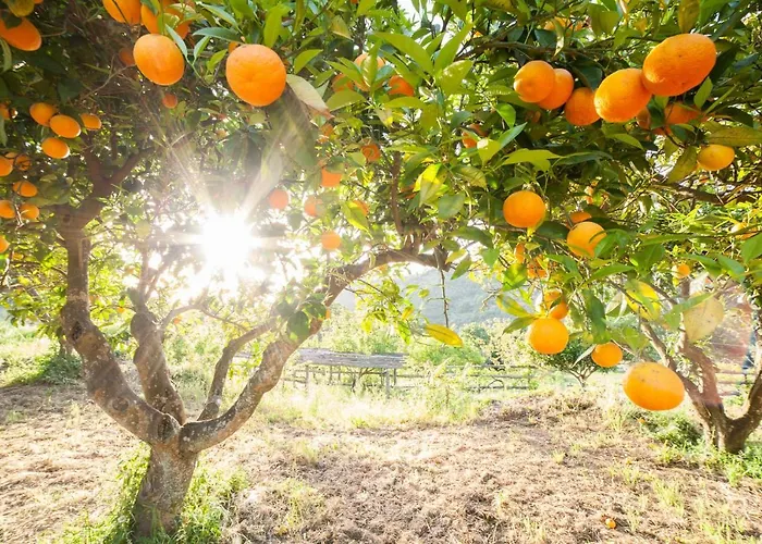 Bauernhof Calabrialcubo Nocera Terinese